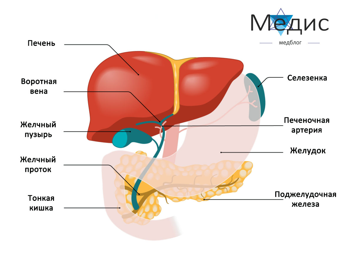 Печень и органы рядом