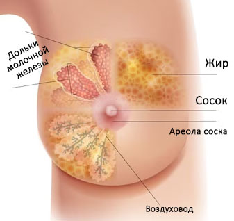 Строение груди рак