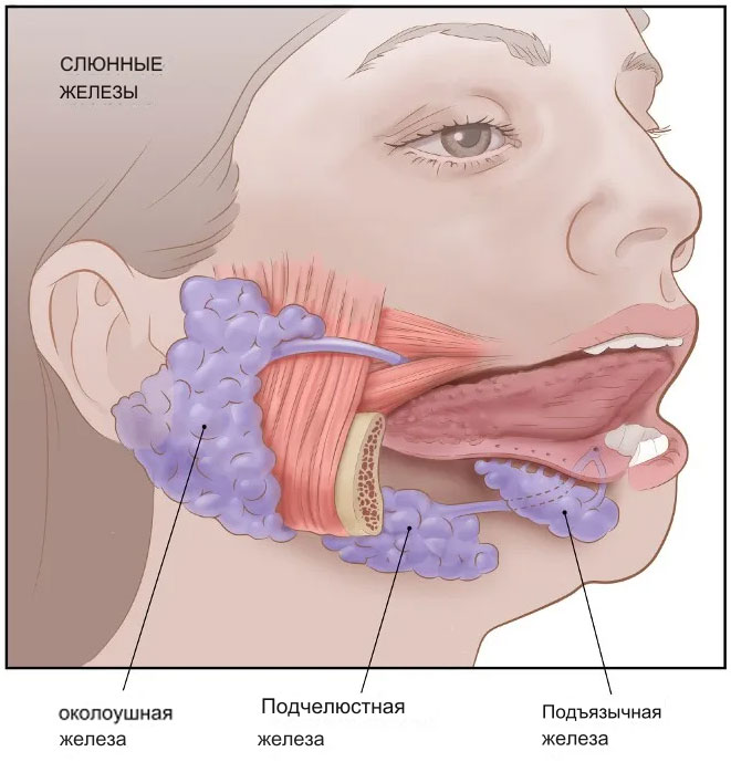 Слюнные железы рак